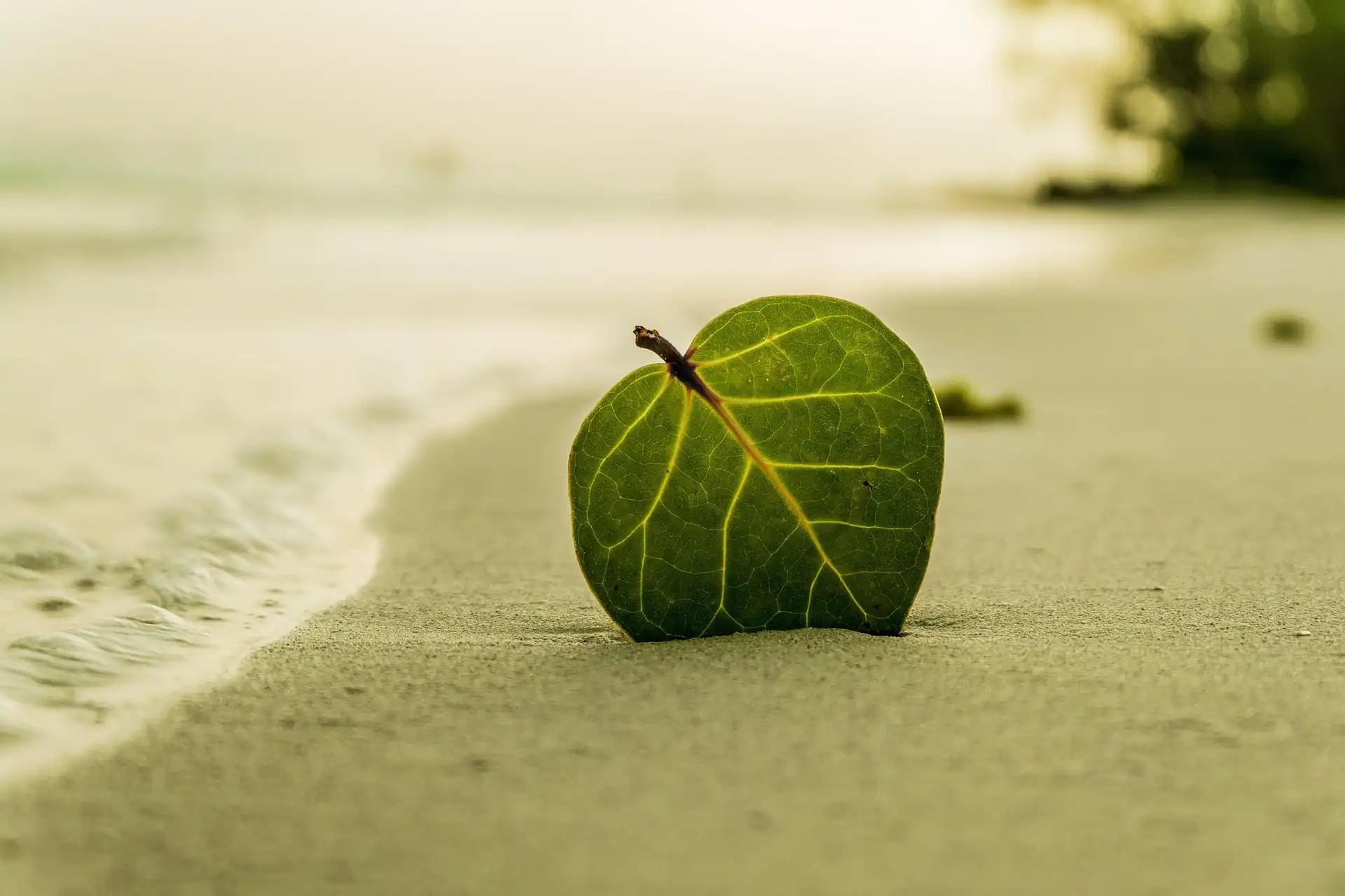 green leaf on a beach